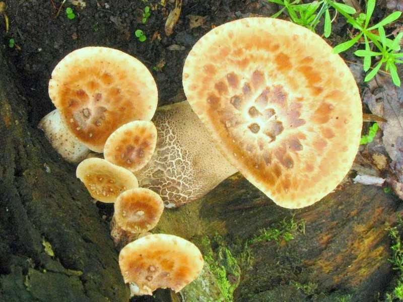 5 видов трутовика: полезные свойства гриба, растущего на деревьях и не только