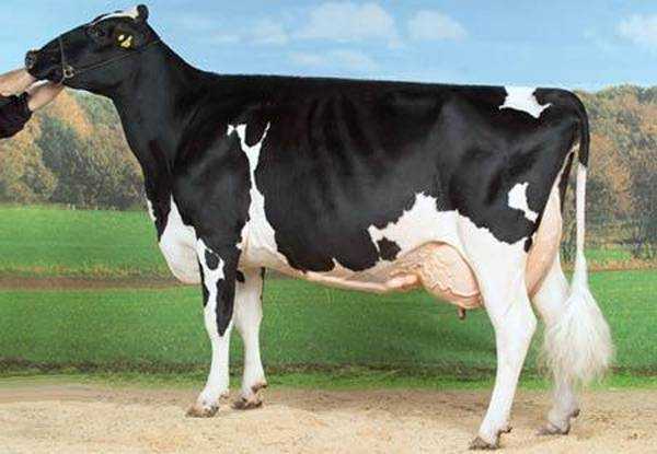 Корова голштинская описание породы