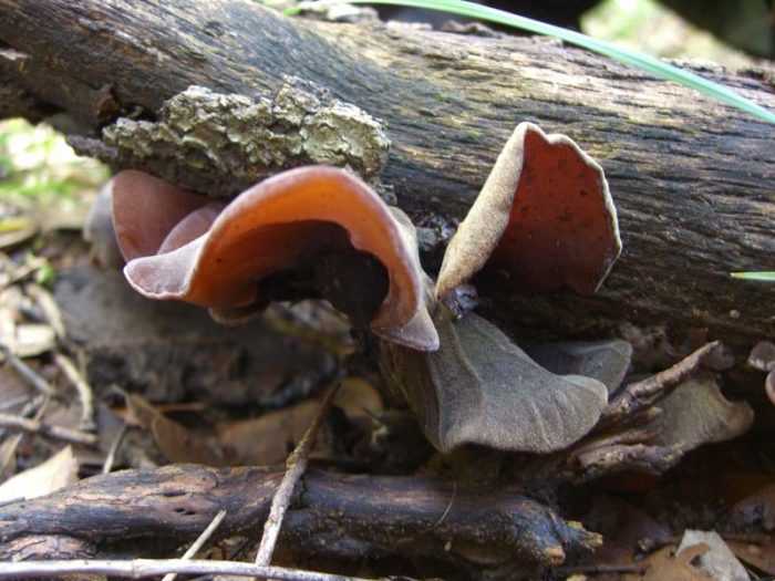 Аурикулярия уховидная: все секреты удивительного грибочка | огородники