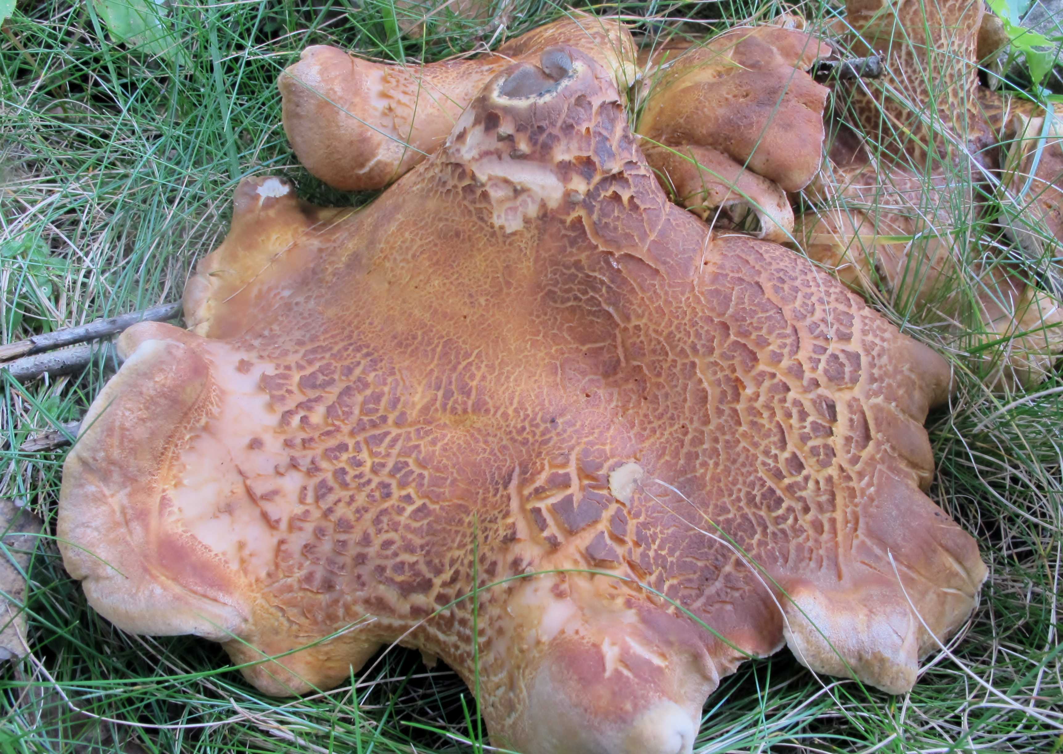 Альбатреллус сливающийся или трутовик сливающийся: описание фото и как готовить этот гриб