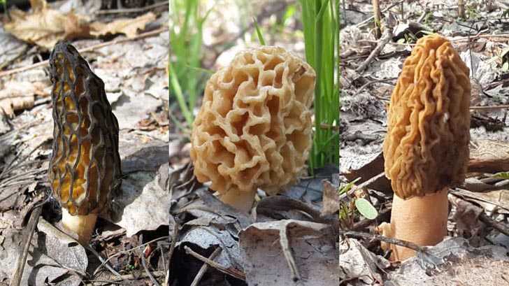 Съедобный гриб сморчок: описание разновидностей, места обитания, основные отличия от ложного строчка