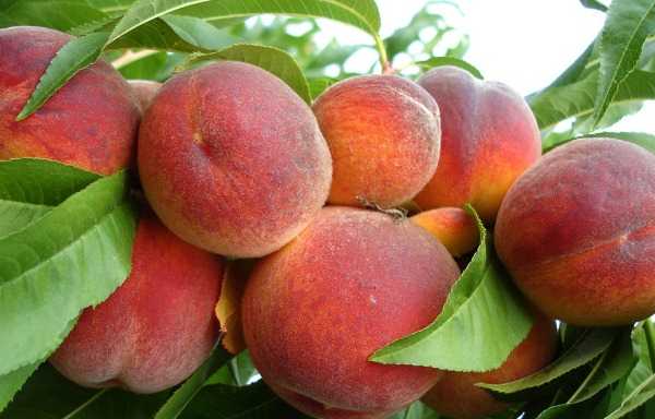 Технология выращивания персика. персик. опыт выращивания