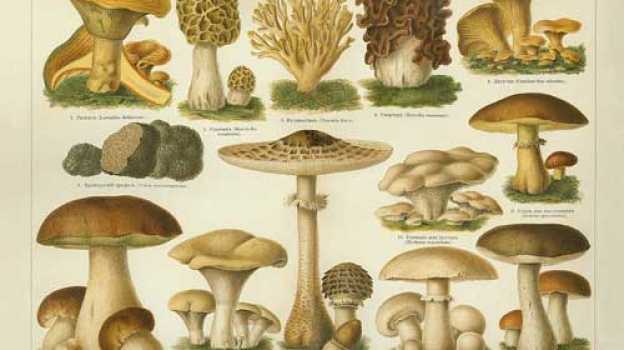 Сбор грибов в воронежской области в 2020 году