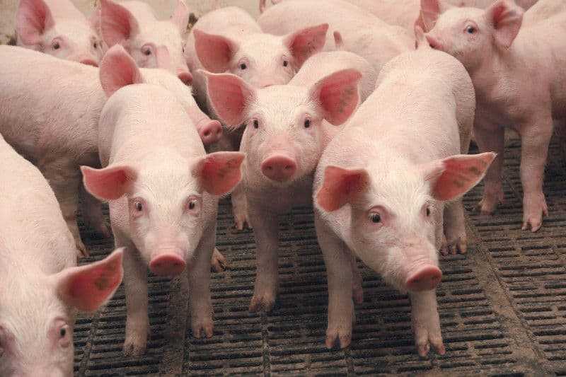 Разведение свиней в домашних условиях