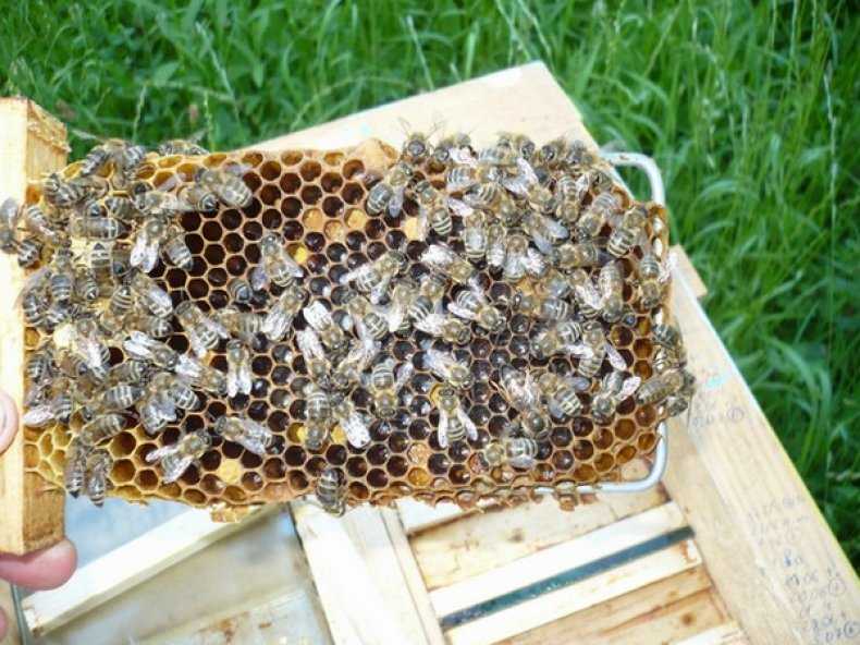 Личинки пчел: фото и описание куколки пчелы, матки, трутня