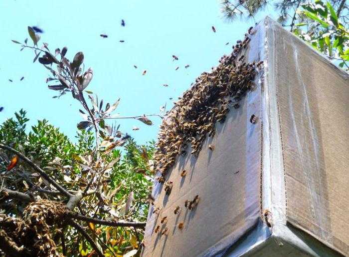 Апирой: инструкция по применению для пчел