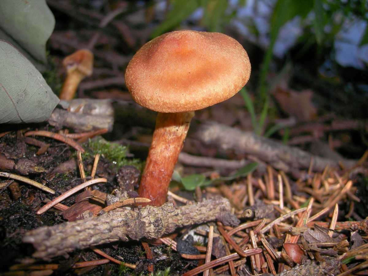 Белопаутинник клубненосный (leucocortinarius bulbiger) –  грибы сибири