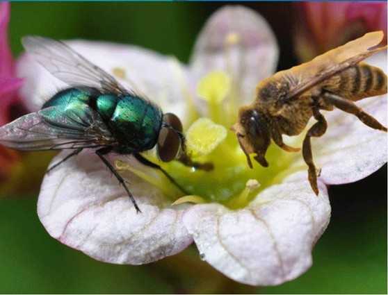 Домашние пчелы — виды, особенности и практические советы по разведению. чем питаются пчелы и интересные факты о насекомых