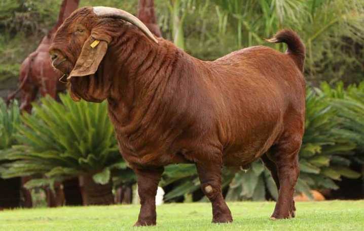 Мясные породы коз с фото и описанием. Особенности и характеристики коз мясного направления.