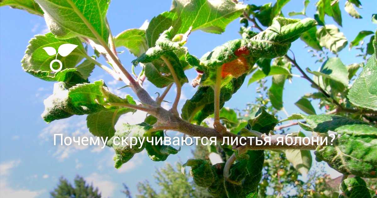 ✅ почему у сливы сворачиваются листья, увядает листва, как бороться с листоверткой - tehnomir32.ru
