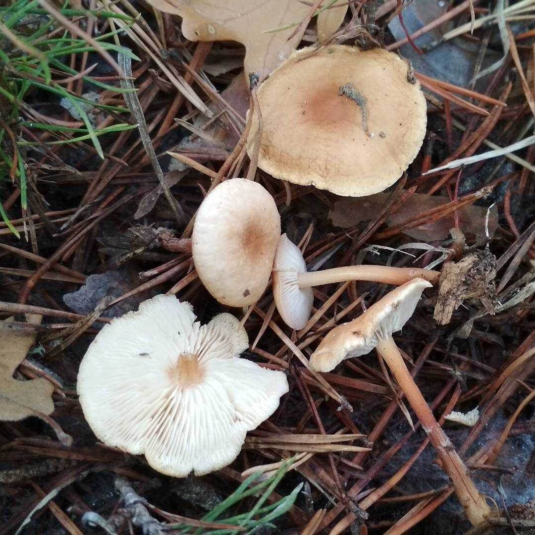 Ксеромфалина колокольчатая – мелкий многочисленный гриб