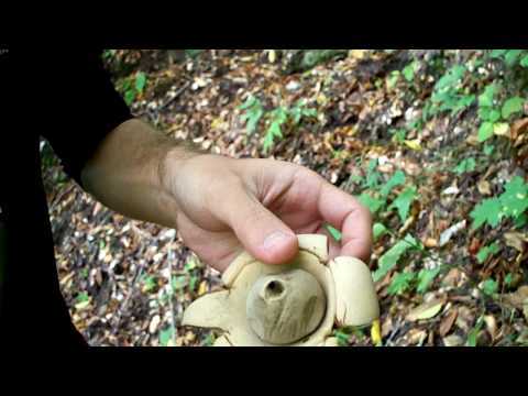 Звездовик черноголовый (геаструм черноголовый): как выглядит, где и как растет, съедобный или нет