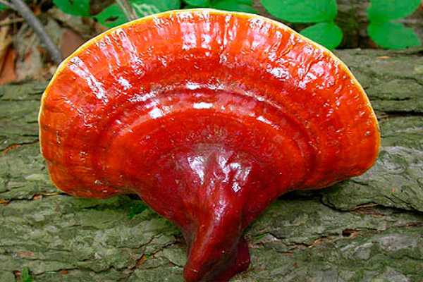 Ганодерма – самый полезный гриб на земле. японские добавки компании таурус: коробанетсу