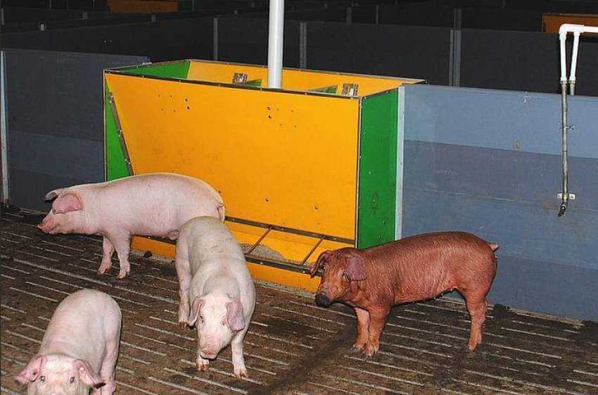 Кормушки для свиней своими руками – варианты изготовления