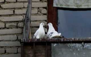 Подробнее о том, как отучить голубей от посещения балкона, террасы, открытого окна