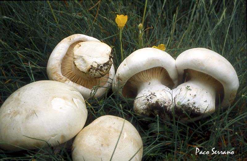 Рядовка в сосновом лесу: фото и описание гриба, распространение и применение