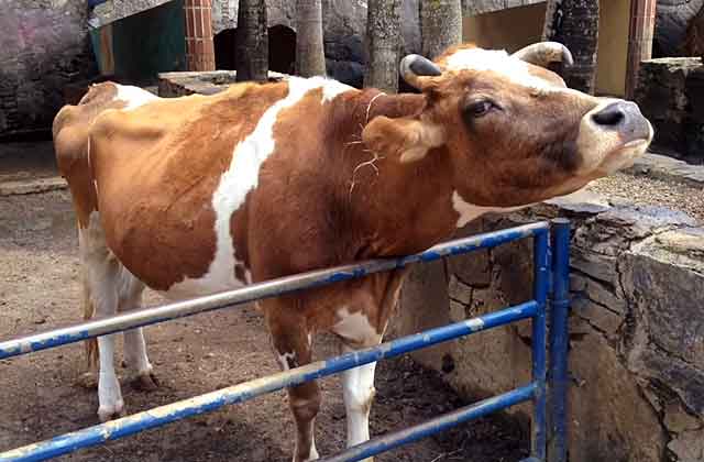 Правила ухода за коровой: гигиена, составление рациона, особенности обустройства коровника