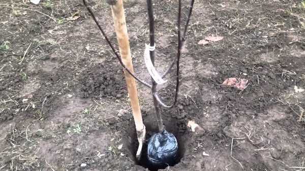 Посадка фундука (окультуренной лещины) саженцами осенью и весной
