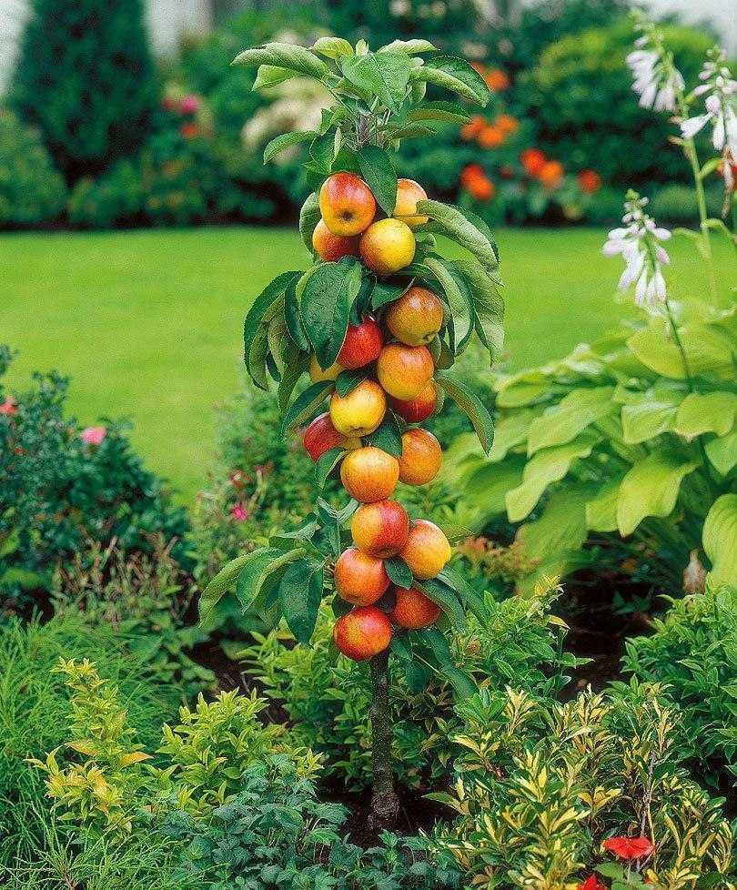 Колоновидная яблоня – описание, плюсы и минусы, популярные сорта, как получить такое растение?