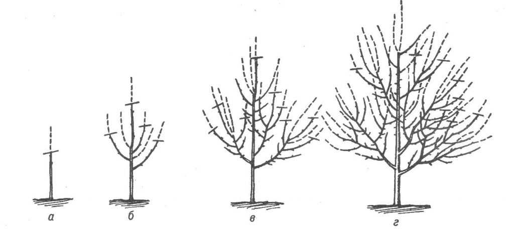 Правильная обрезка груши: схема, видео для начинающих, как обрезать дерево в саду
