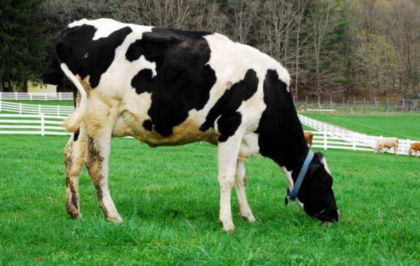 Главные качества и особенности голштинской породы скота
