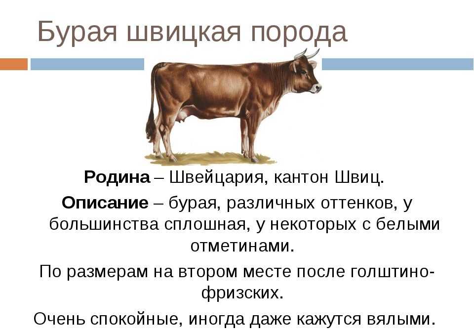Ярославская (порода коров)