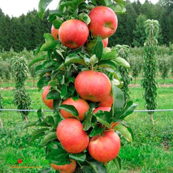 Колоновидная яблоня джин: как производится посадка и уход за деревом, фото и описание сорта, а также отзывы садоводов