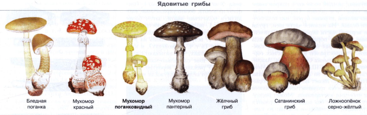 Симптомы отравления ядовитыми и съедобными грибами | компетентно о здоровье на ilive