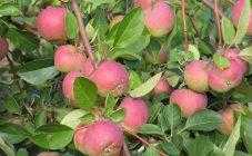 Яблоня гирлянда: особенности сорта и ухода