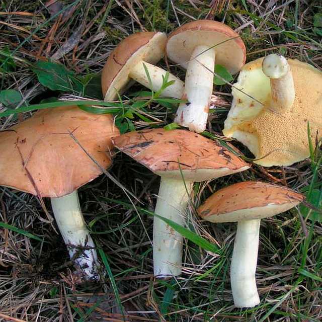 Сколько времени растут грибы после дождя, когда идти в лес на сбор