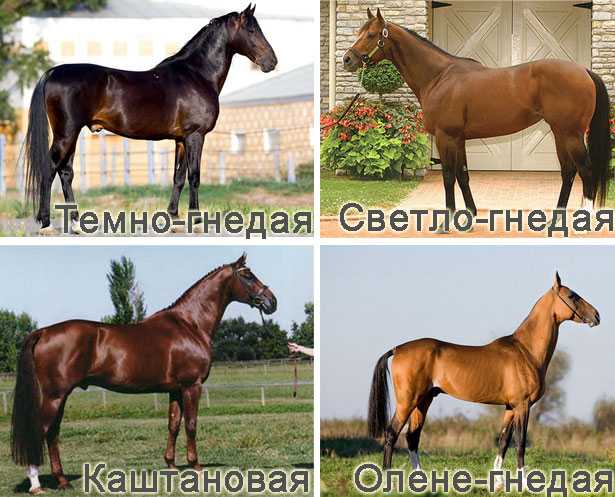 Донская лошадь: описание породы и характеристики