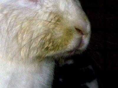 Что нового в лечении миксоматоза у кроликов.
