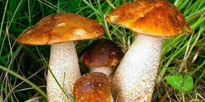 Грибы волнушки: фото ложных и настоящих, похожие грибы, двойники