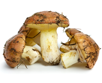 Как приготовить грибы шиитаке замороженные - лучшие рецепты от gemrestoran.ru