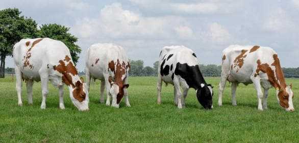 Голштинская корова - 85 фото, видео содержания, особенности ухода и основные характеристики