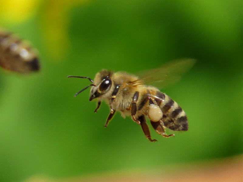 Домашние средства при укусе пчелы: что реально работает