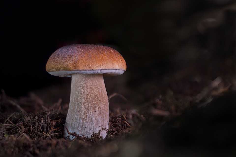 Заготавливаем грибы на зиму: солим, сушим, маринуем (+ три потрясающих рецепта)