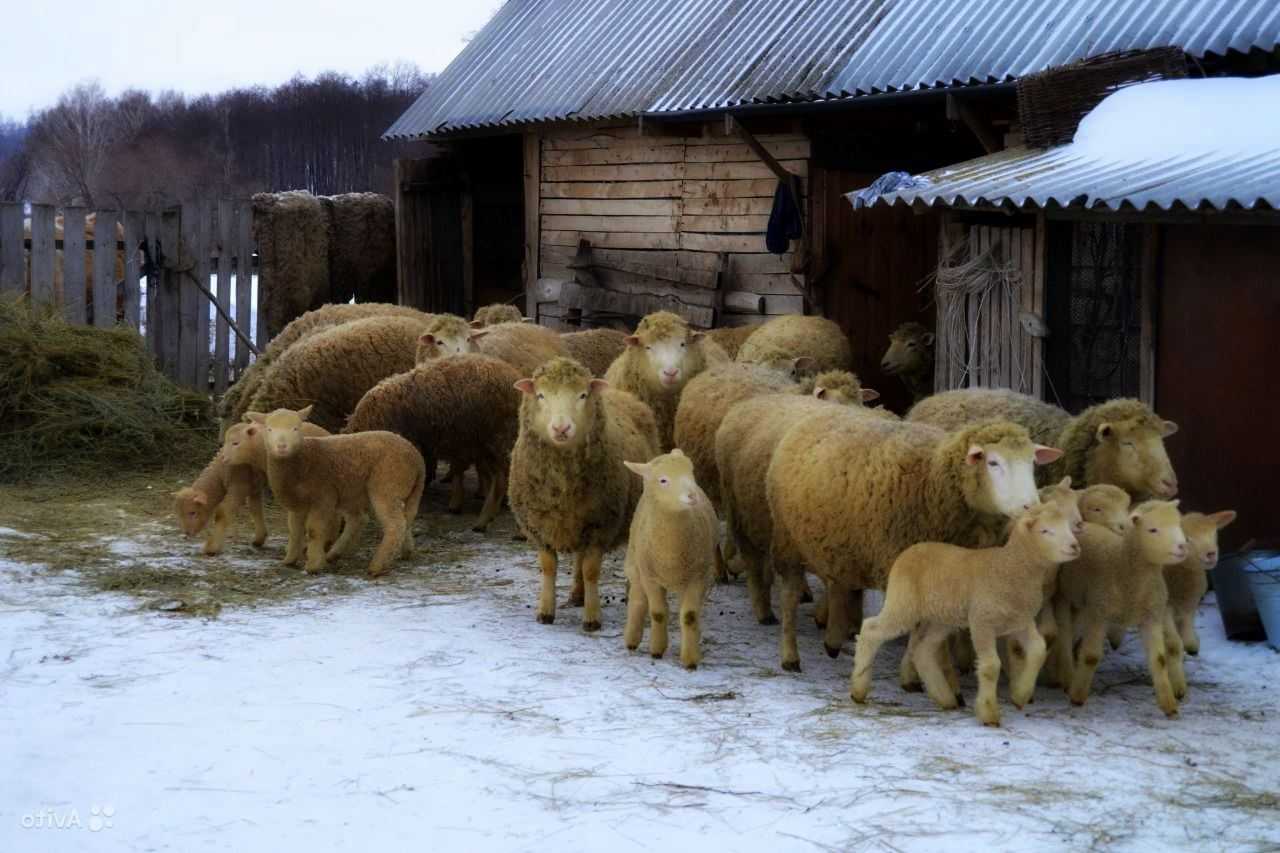 ᐉ куйбышевская порода овец: описание и характеристика - zooon.ru