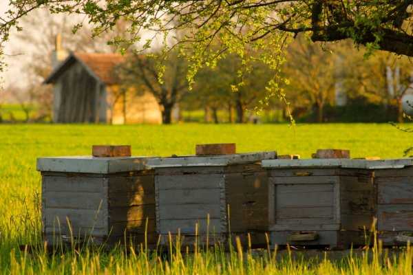 Продукты пчеловодства, их использование в медицине