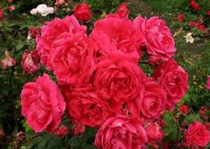 Слива июльская роза - описание сорта, фото, отзывы садоводов - журнал "совхозик"