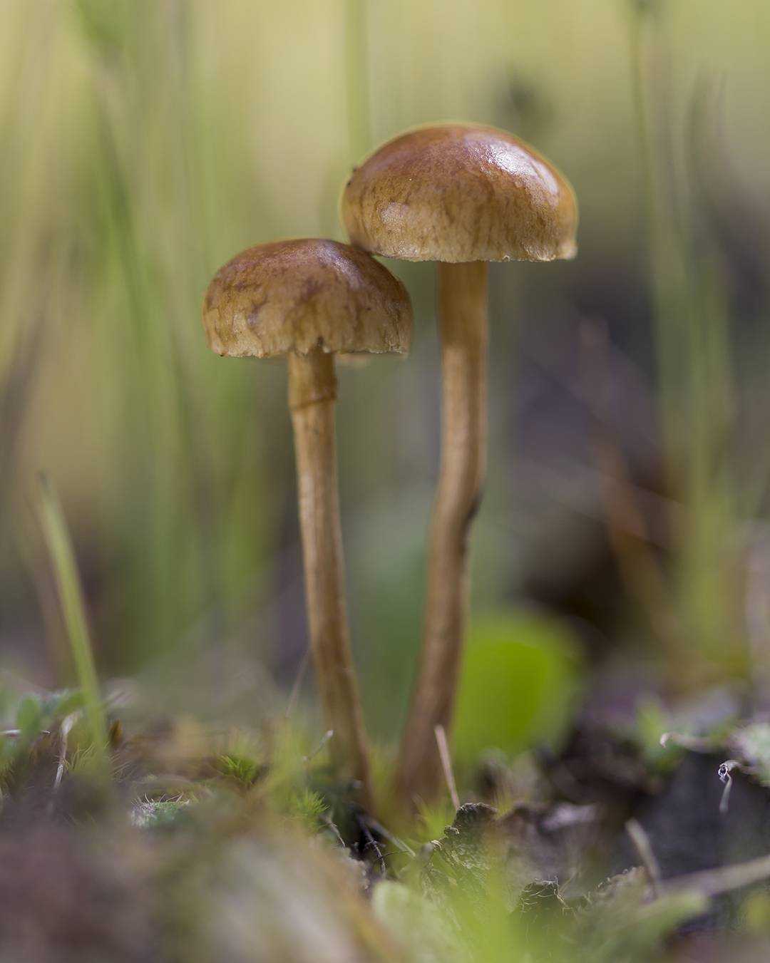 Читать онлайн «малоизвестные съедобные грибы» автора булгаков касим галиевич — rulit — страница 4