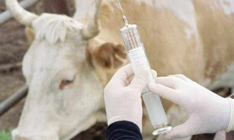 Ветеринария крс | защита здоровья телят в хозяйствах с высокопродуктивным молочным скотом.