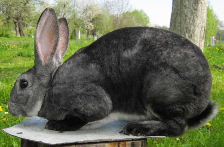 Кролики рекс: описание породы, разведение, фото