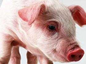 Разведение свиней: преимущества и недостатки этого бизнеса