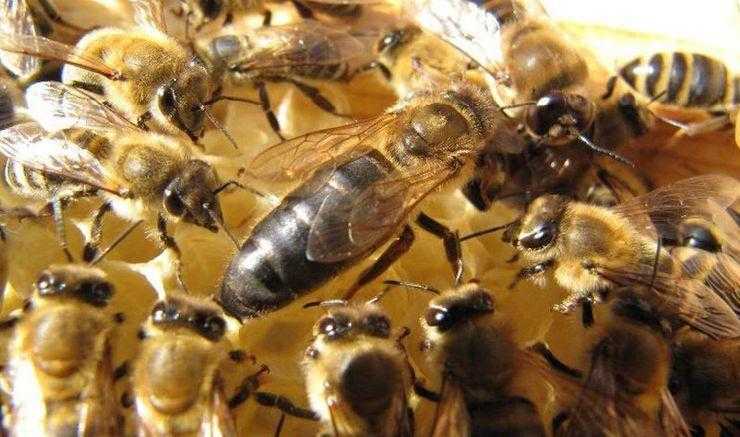 Гнилец у пчел — лечение и препараты