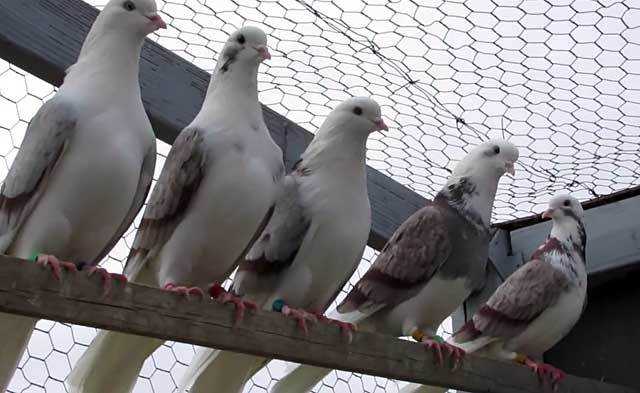 Описание голубей николаевские торцовые: что это за высоколетная порода, уход