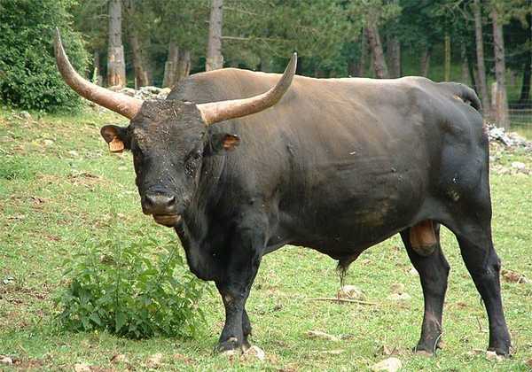 Дикий бык (дикая корова): вымерший предок коровы, описание современных представителей