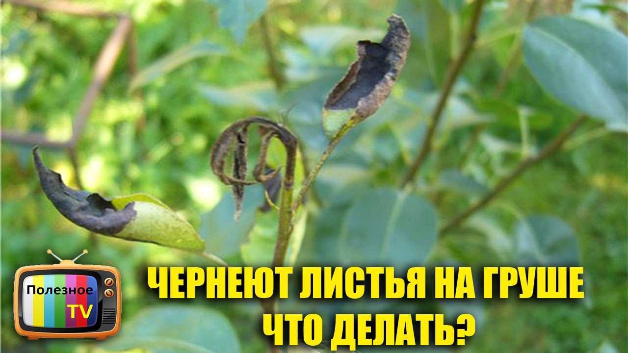 ✅ почему чернеют ветки у груши. из-за чего чернеют листья на груше - cvetochki-ulyanovsk.ru