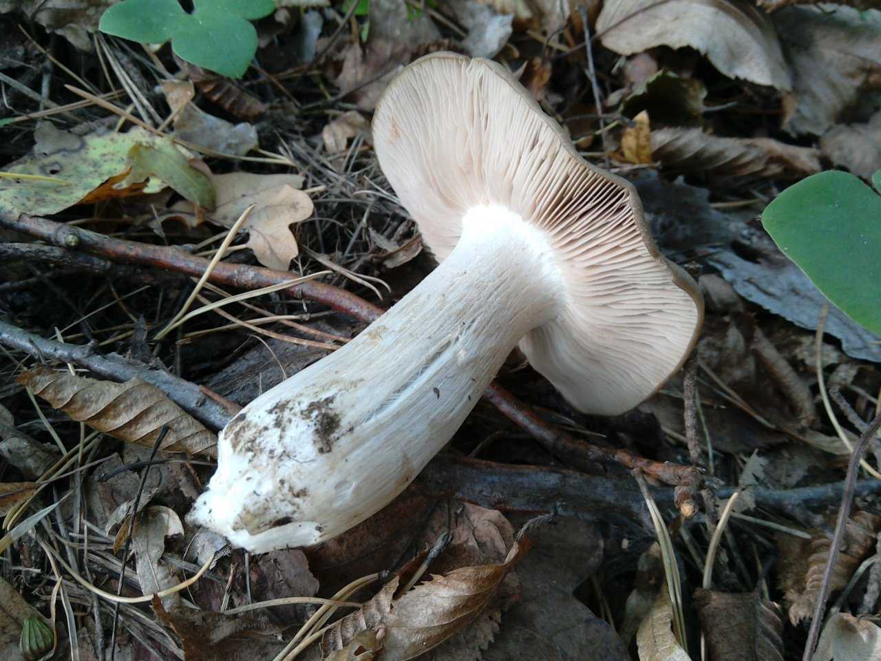 Энтолома сизо-белая (свинцово-белая, entoloma lividoalbum): как выглядят грибы, где и как растут, съедобны или нет