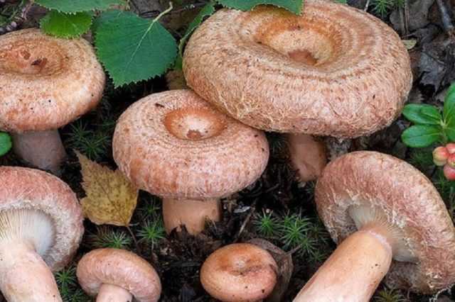 Говорушка подогнутая — описание, где растет, ядовитость гриба